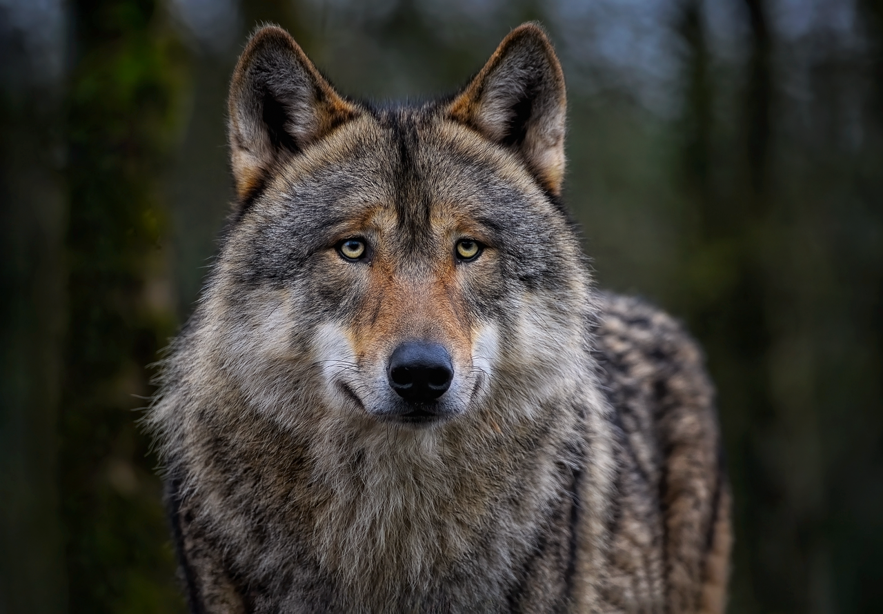 Bild eines Wolfes